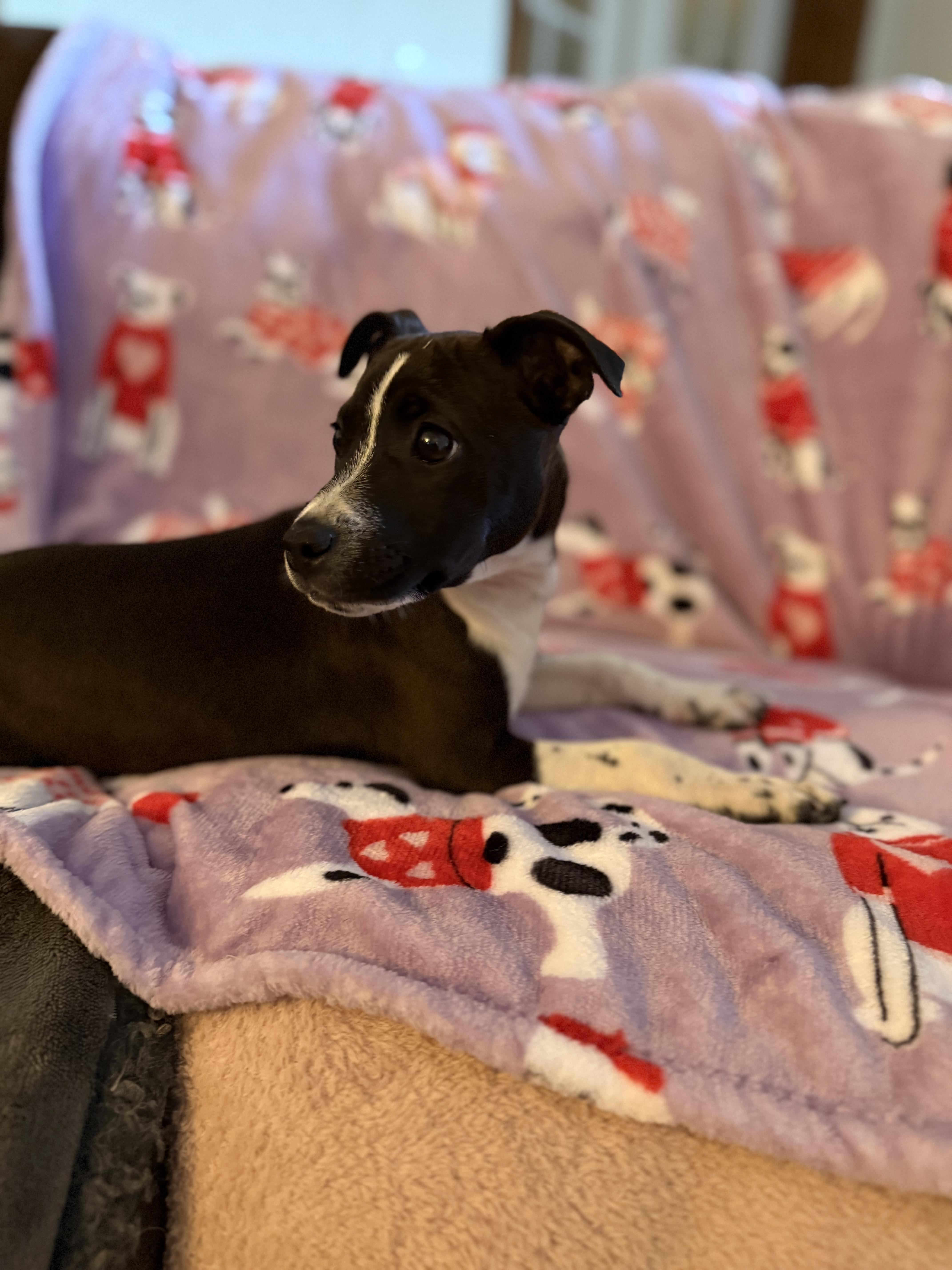 Enlarge Dixie, an adopted mixed breed in Mount Hermon, LA image 5/5