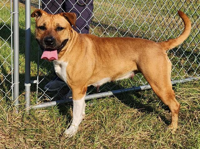 TT, Adoptable, Adult Female Labrador Retriever & American Bulldog.