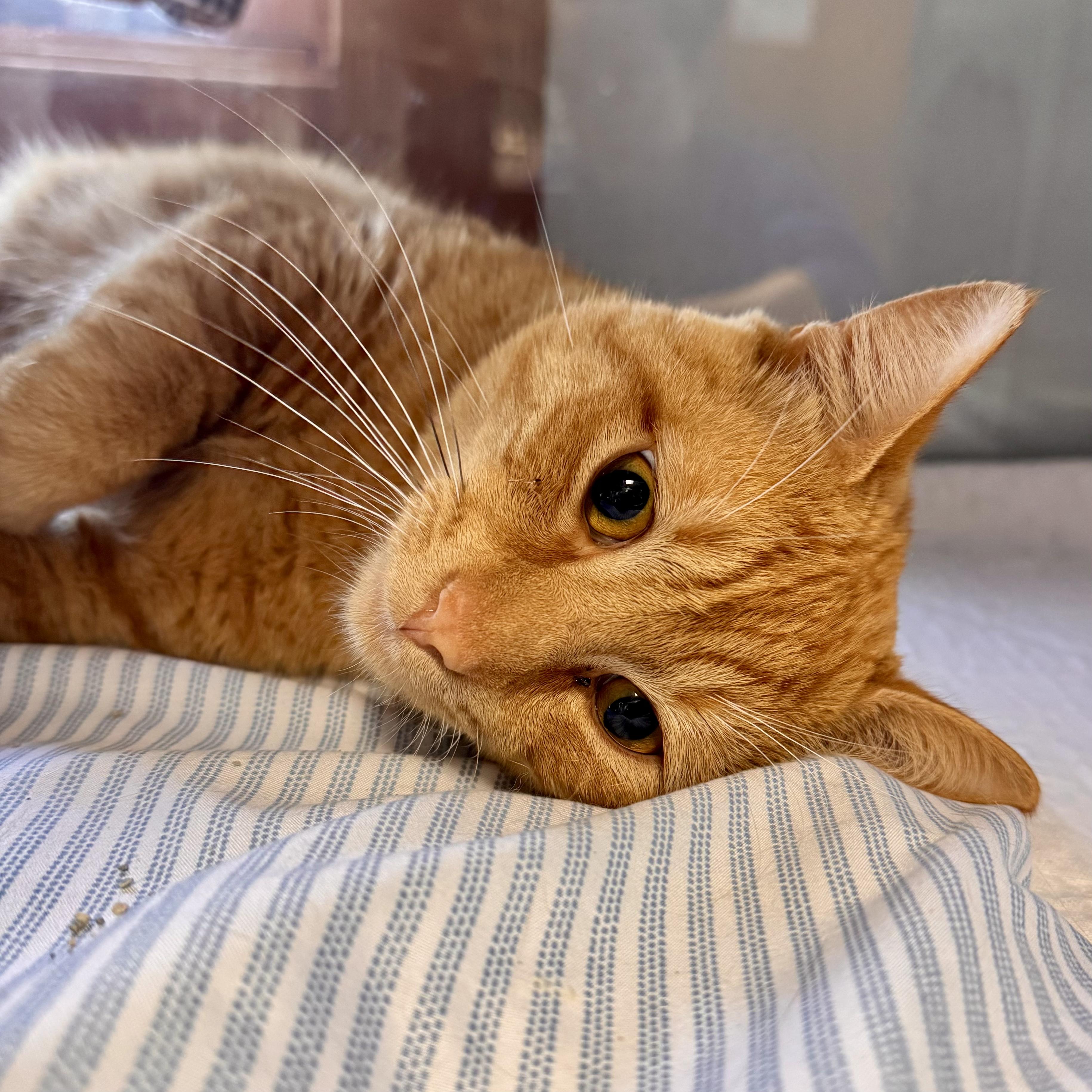 Charlie, an adopted Domestic Short Hair in Midland, MI image 3/3