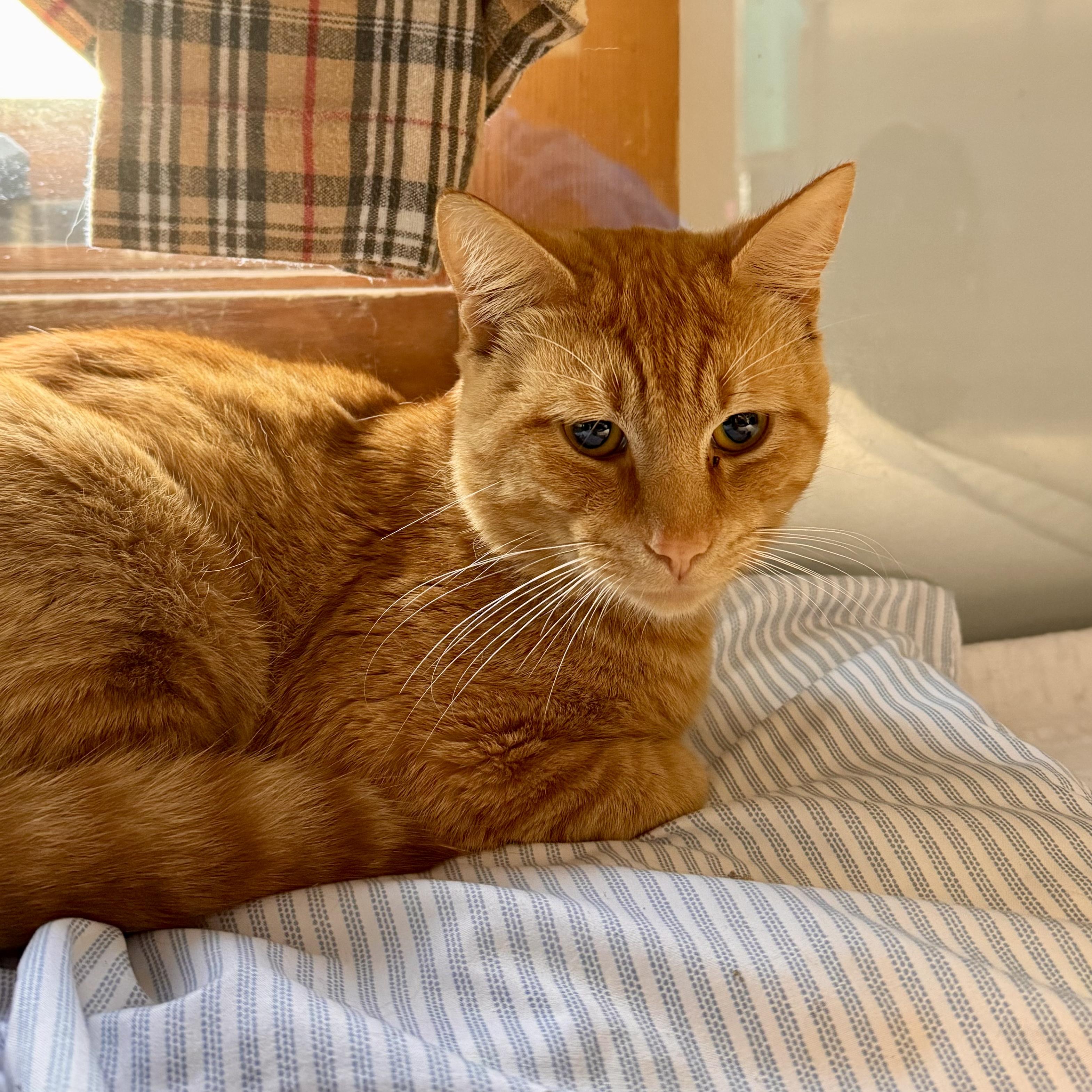 Charlie, an adopted Domestic Short Hair in Midland, MI image 2/3