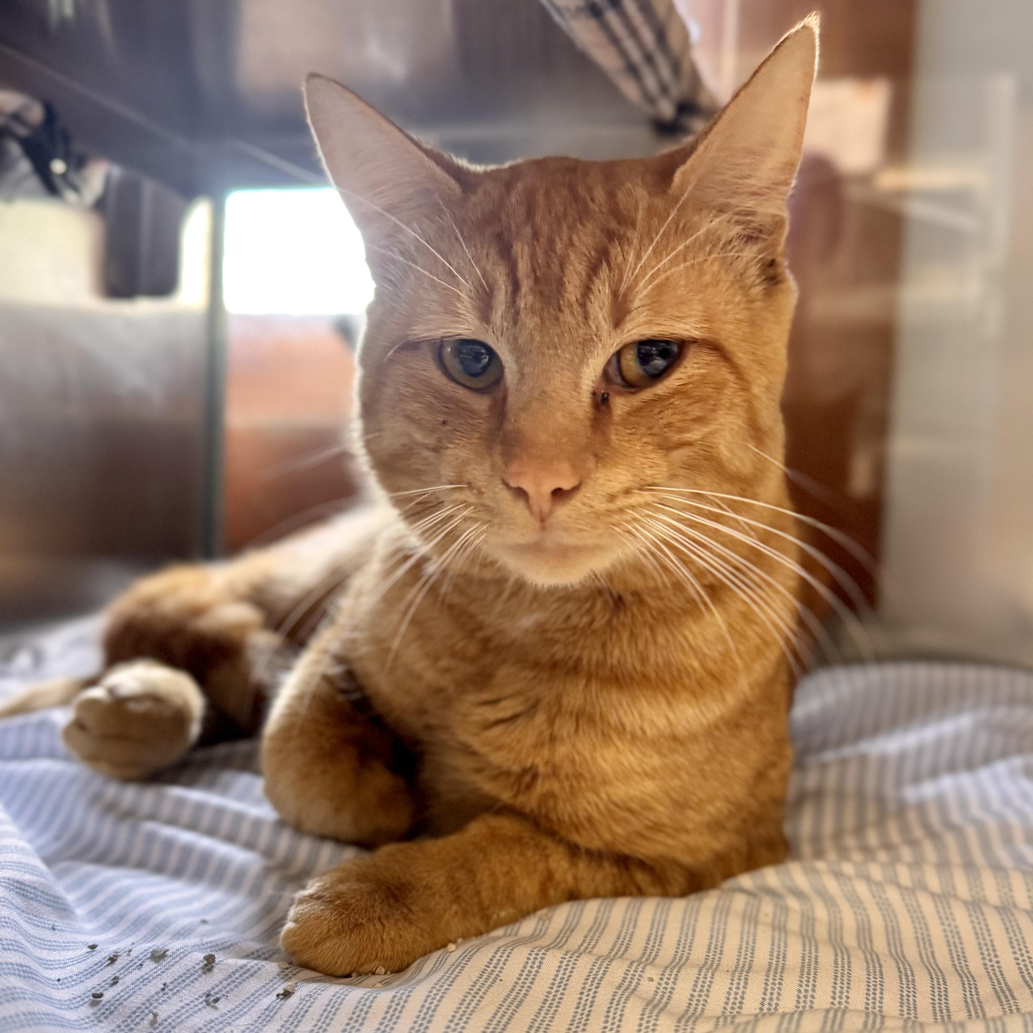 Charlie, adopted, Adult Male Domestic Short Hair.