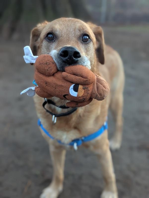 Enlarge Sweet Potato (mcas), a Adoptable mixed breed in Troutdale, OR image 1/6