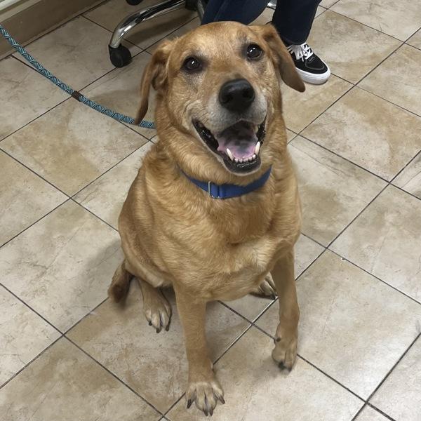 Enlarge Sweet Potato (mcas), a Adoptable mixed breed in Troutdale, OR image 2/6