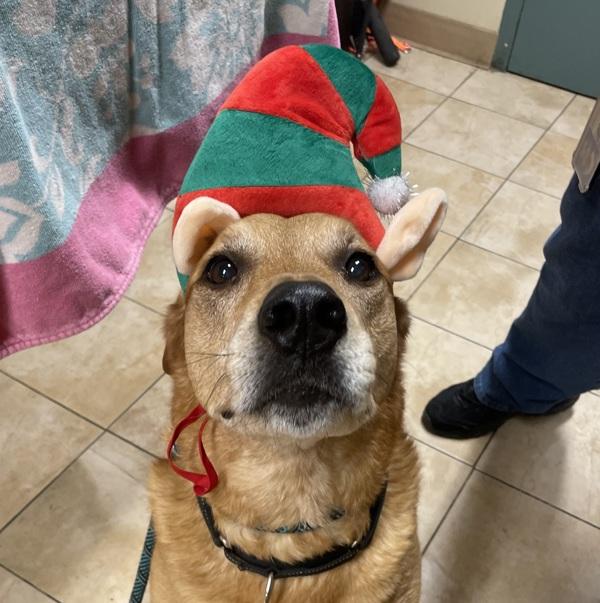 Enlarge Sweet Potato (mcas), a Adoptable mixed breed in Troutdale, OR image 4/6