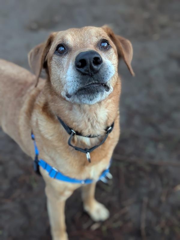Enlarge Sweet Potato (mcas), a Adoptable mixed breed in Troutdale, OR image 5/6