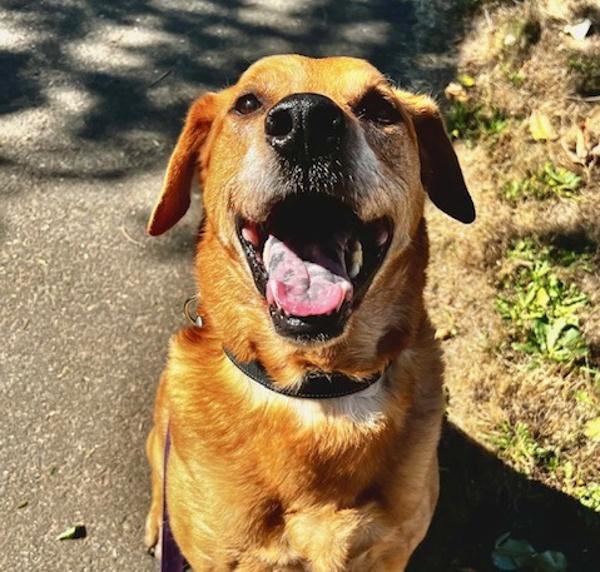 Enlarge Sweet Potato (mcas), a Adoptable mixed breed in Troutdale, OR image 6/6