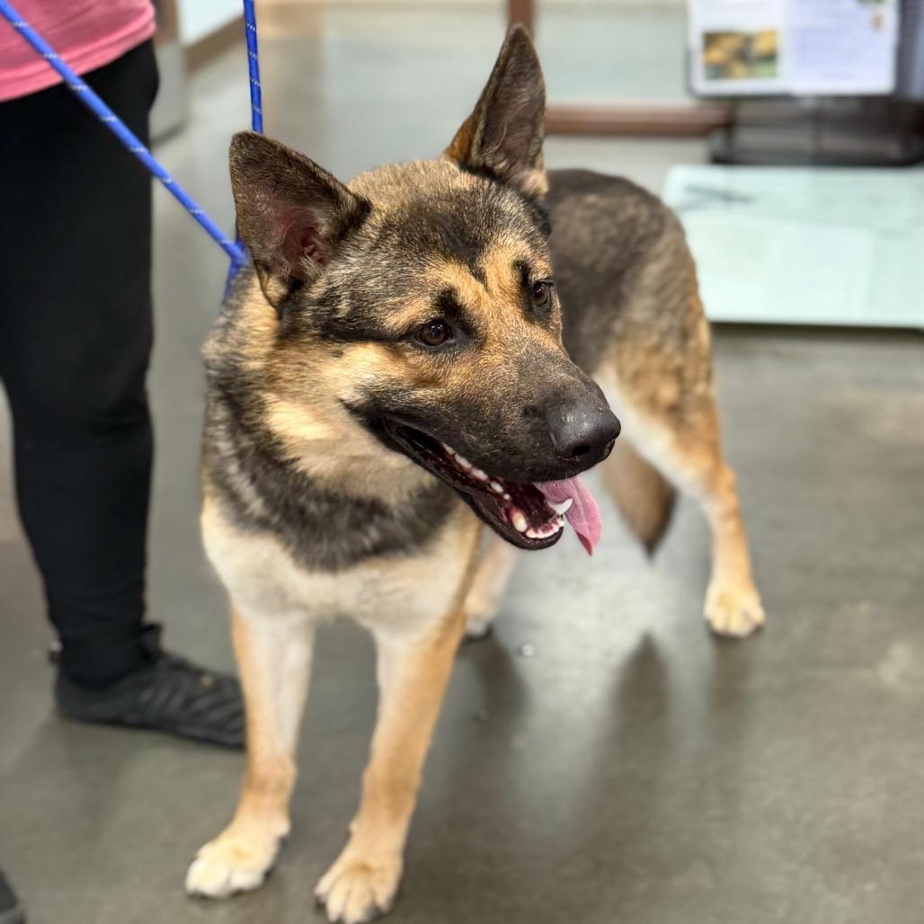 Pablo, Adoptable, Adult Male German Shepherd Dog & Shepherd.