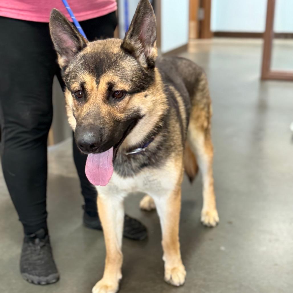 Enlarge Pablo, a Adoptable mixed breed in Idaho Falls, ID image 2/6
