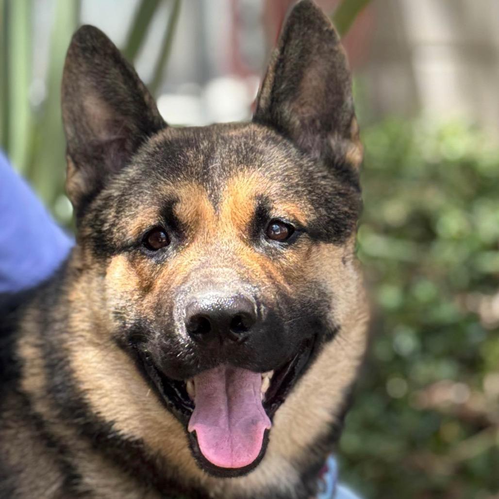 Enlarge Pablo, a Adoptable mixed breed in Idaho Falls, ID image 3/6