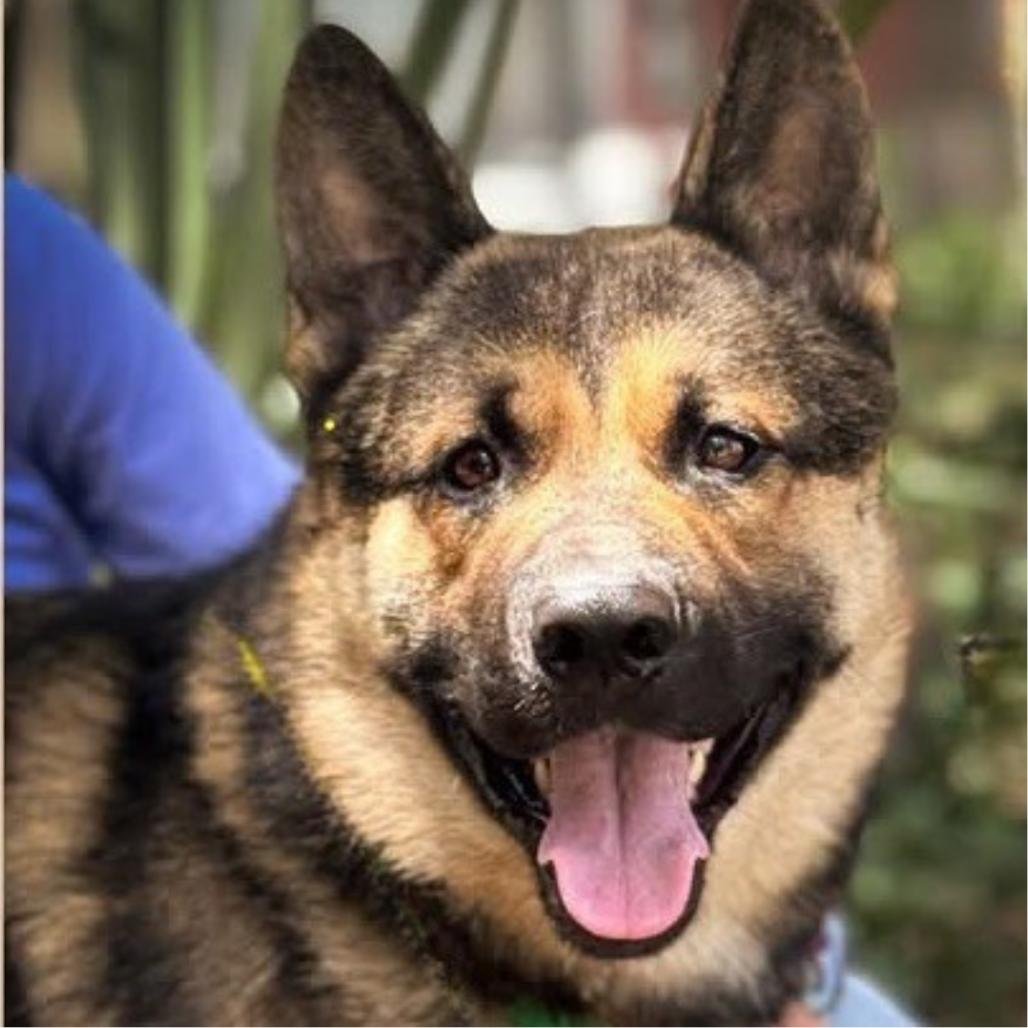 Enlarge Pablo, a Adoptable mixed breed in Idaho Falls, ID image 4/6