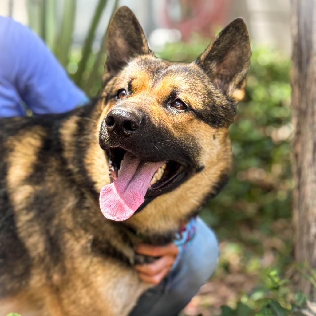 Enlarge Pablo, a Adoptable mixed breed in Idaho Falls, ID image 5/6