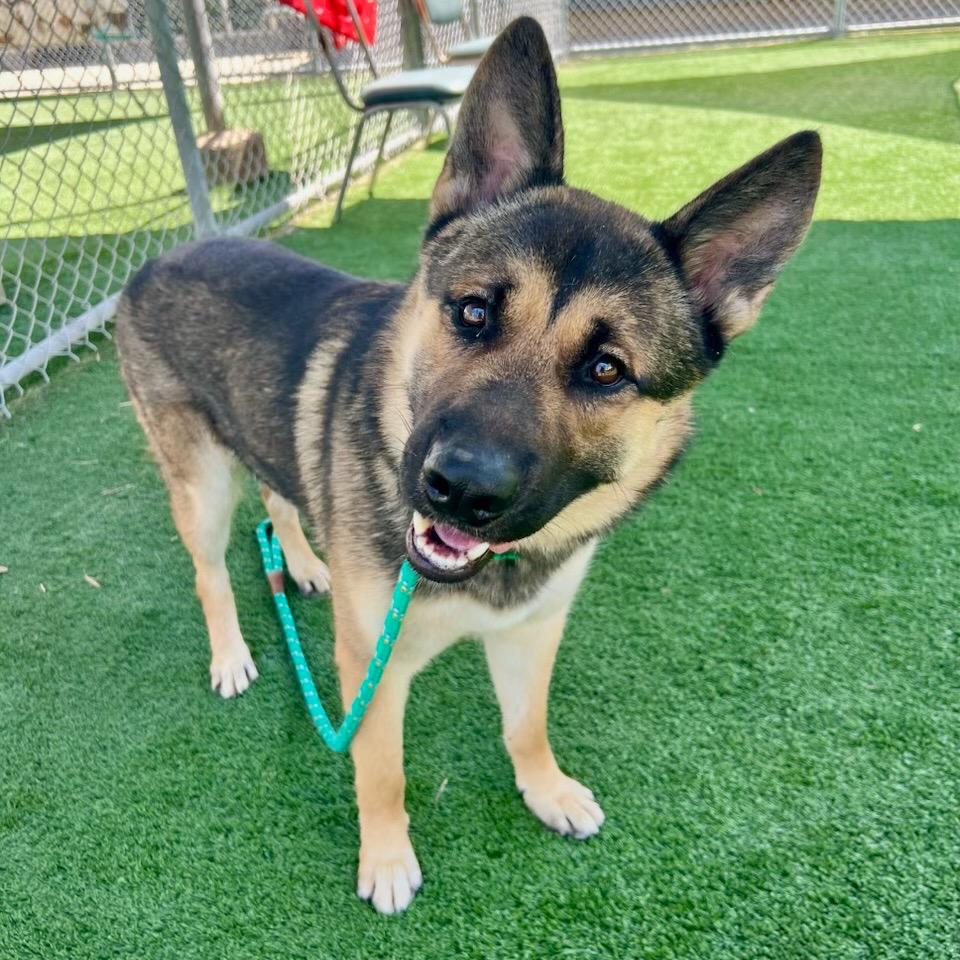 Enlarge Pablo, a Adoptable mixed breed in Idaho Falls, ID image 6/6
