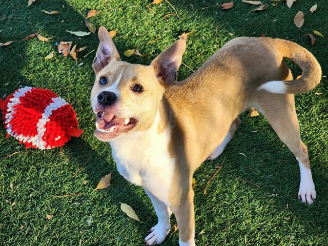 JIMMIE, Adoptable, Young Male Chihuahua & Toy Fox Terrier.