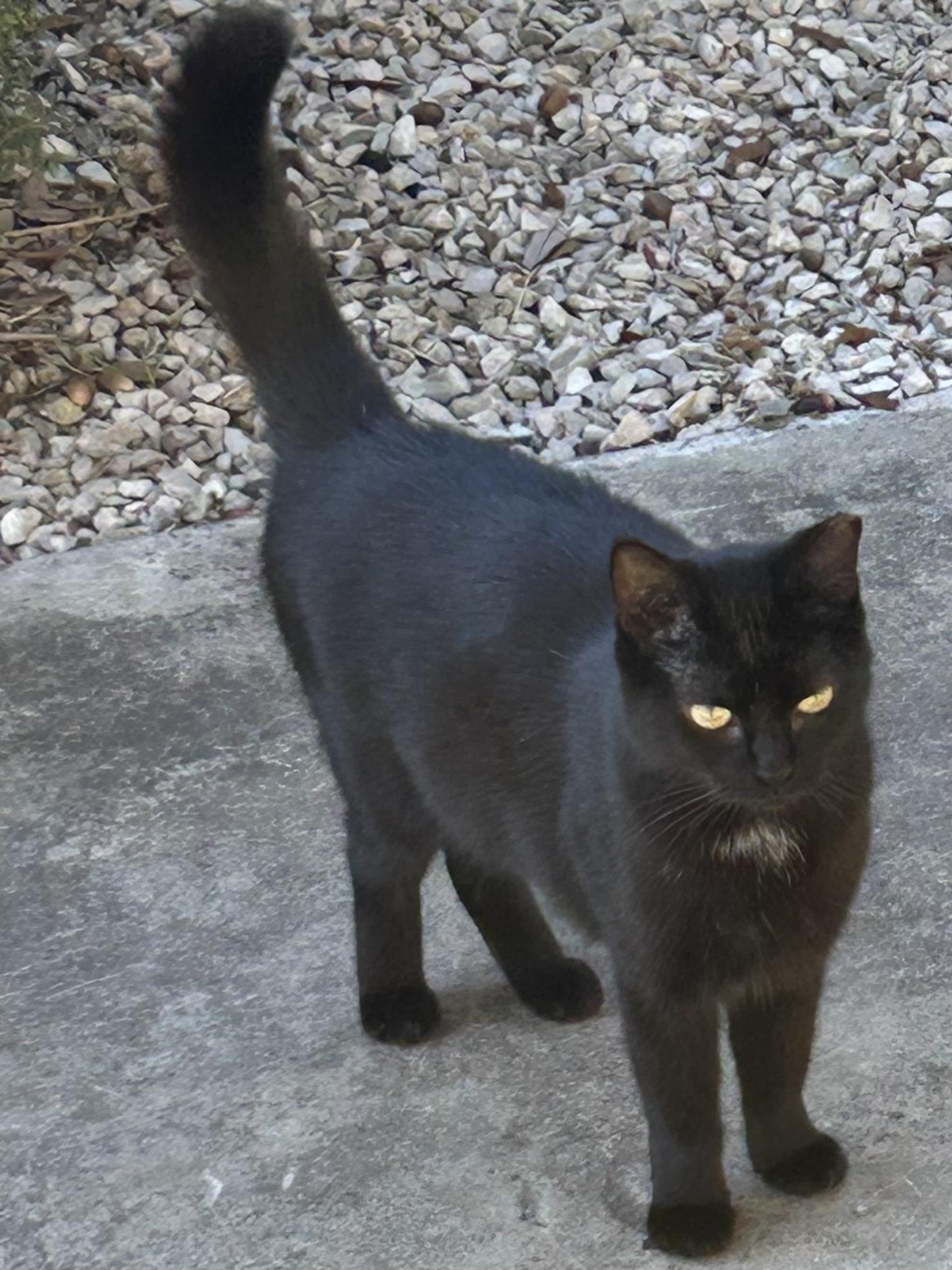 Tomasina, a Adoptable mixed breed in san antonio, TX image 1/3