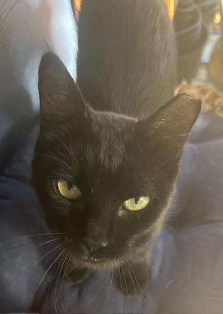 Enlarge Tomasina, a Adoptable Domestic Short Hair in san antonio, TX image 1/1