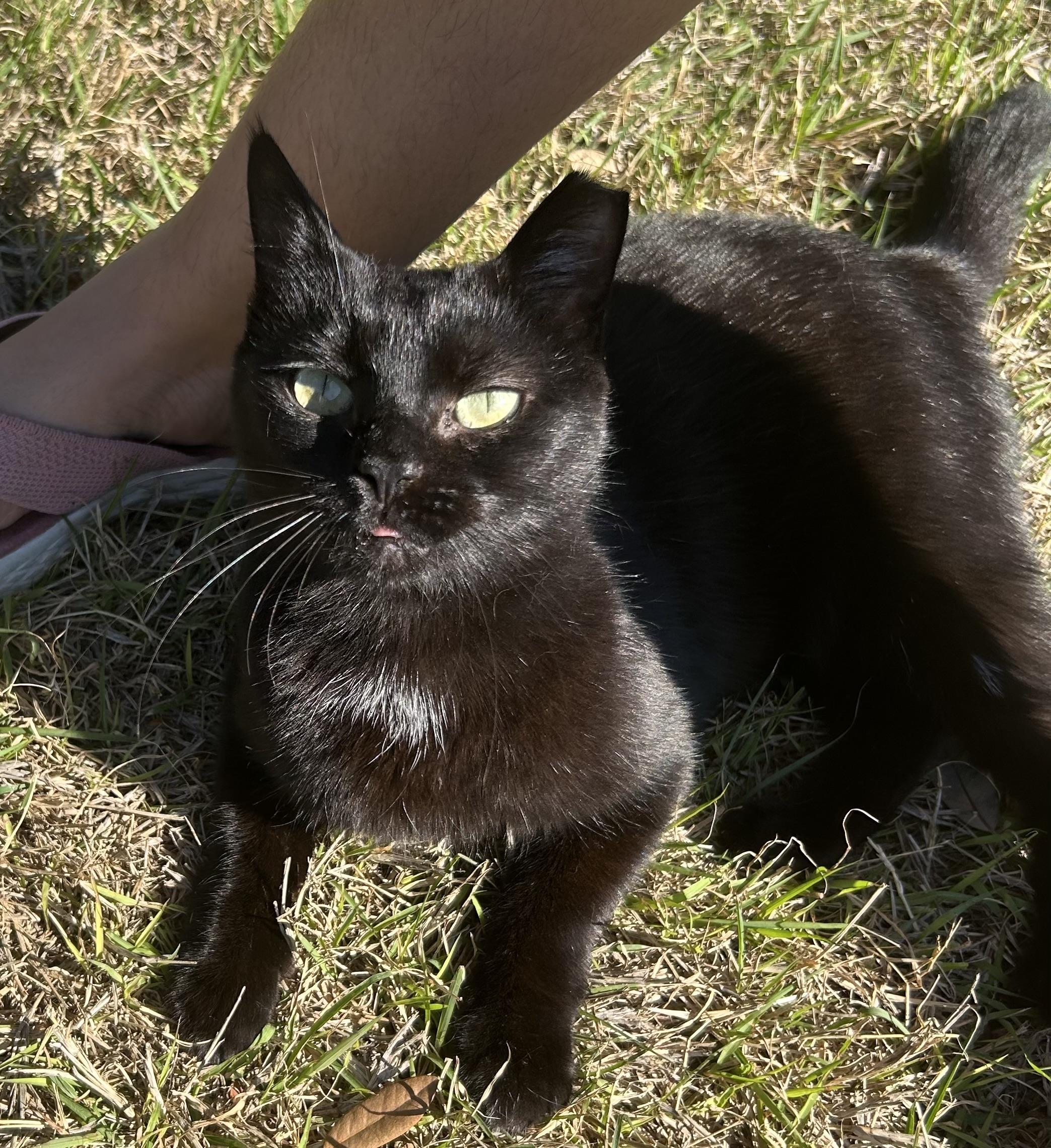 Tomasina, a Adoptable mixed breed in san antonio, TX image 2/3