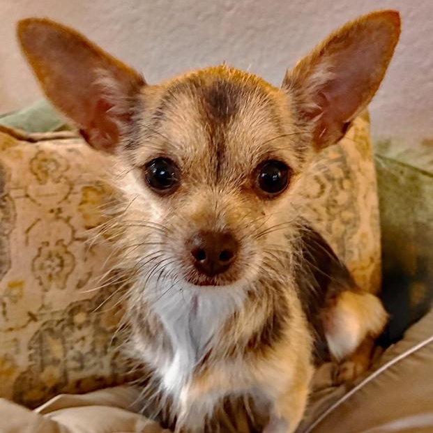 Tessa, an adopted mixed breed in Oklahoma City, OK image 2/3