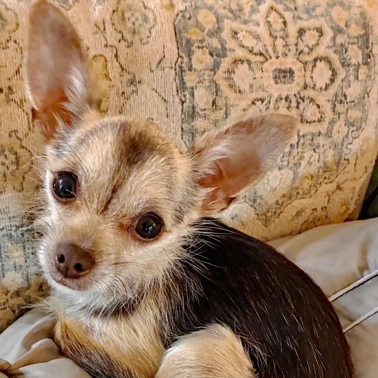 Tessa, an adopted mixed breed in Oklahoma City, OK image 1/3