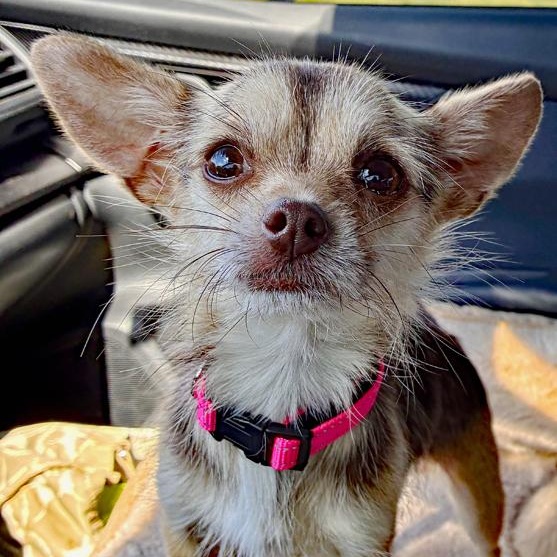 Tessa, an adopted mixed breed in Oklahoma City, OK image 3/3