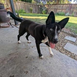 Abby, Adoptable, Young Female Border Collie & Mixed Breed.