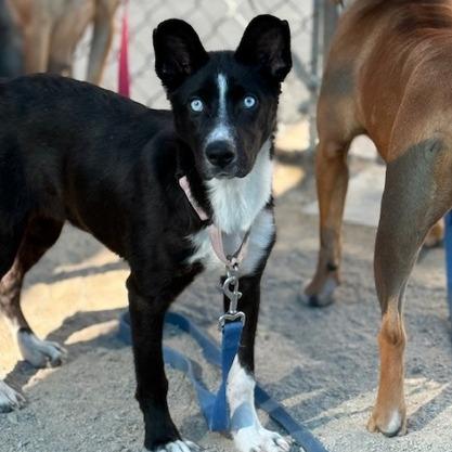 Enlarge Abby, a Adoptable mixed breed in Fresno, CA image 2/6