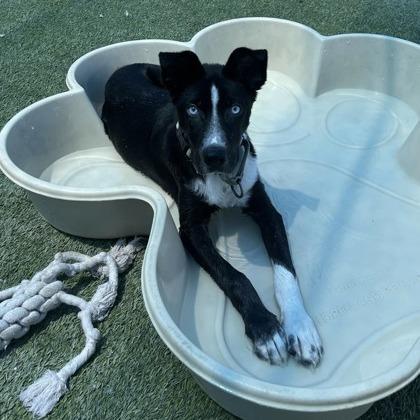 Enlarge Abby, a Adoptable mixed breed in Fresno, CA image 3/6