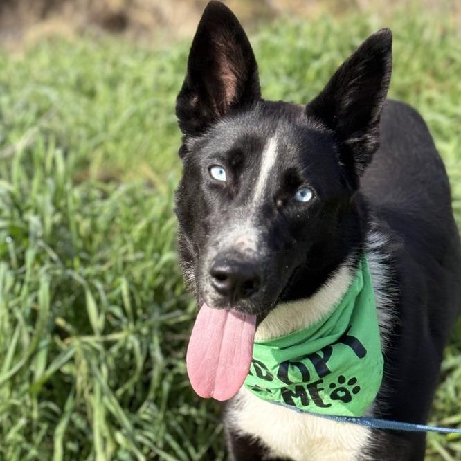 Abby, Adoptable, Young Female Border Collie & Mixed Breed.