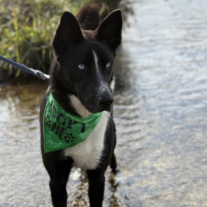 Enlarge Abby, a Adoptable mixed breed in Fresno, CA image 3/6
