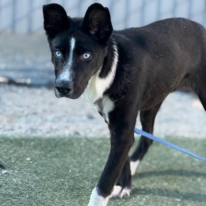 Enlarge Abby, a Adoptable mixed breed in Fresno, CA image 4/6