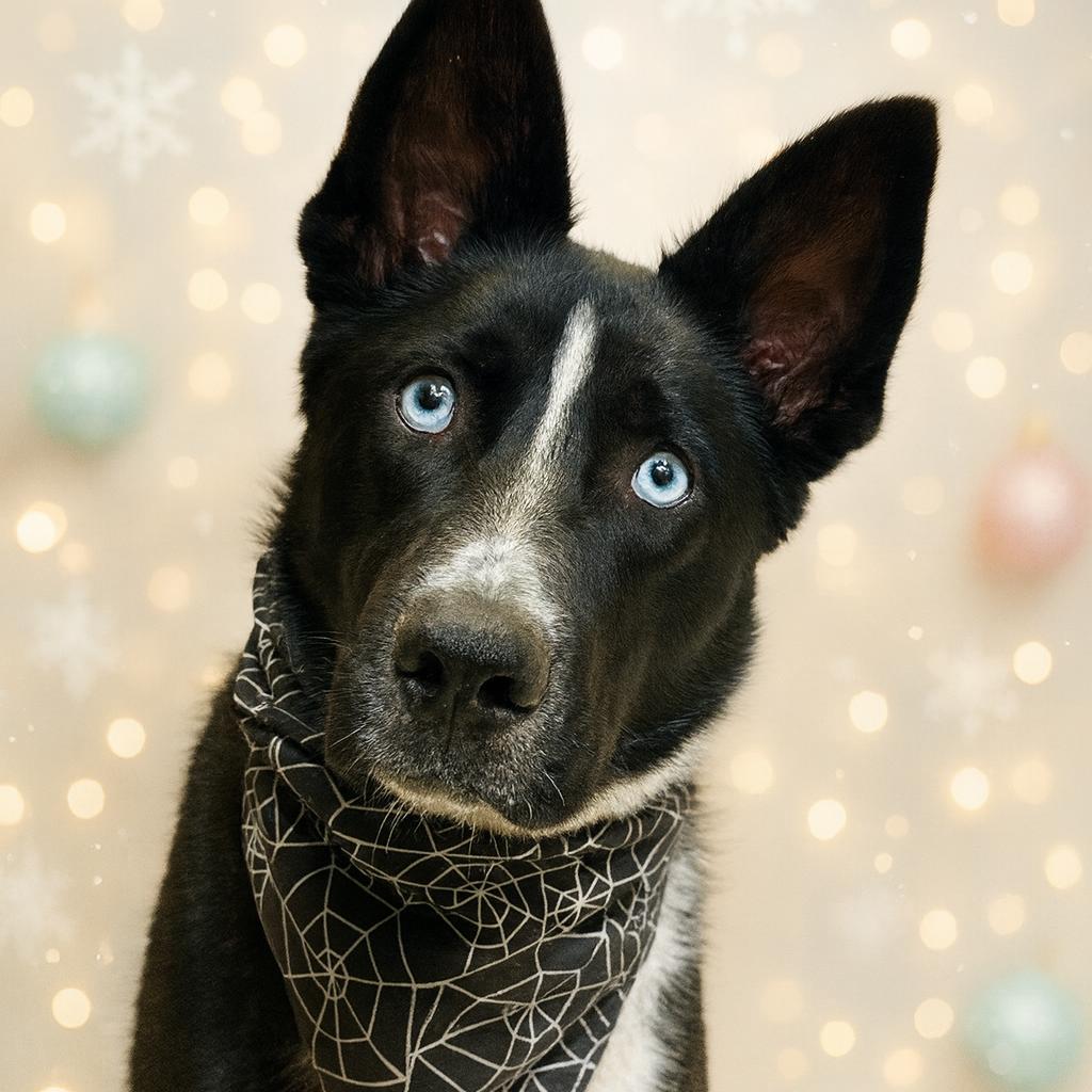 Enlarge Abby, a Adoptable mixed breed in Fresno, CA image 5/6