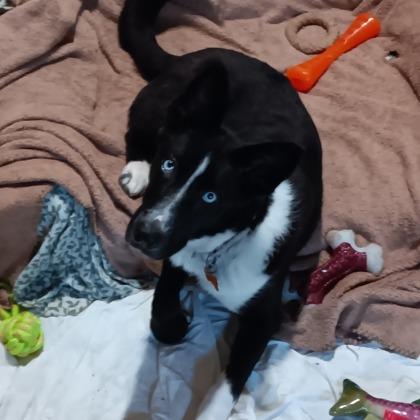 Enlarge Abby, a Adoptable mixed breed in Fresno, CA image 6/6