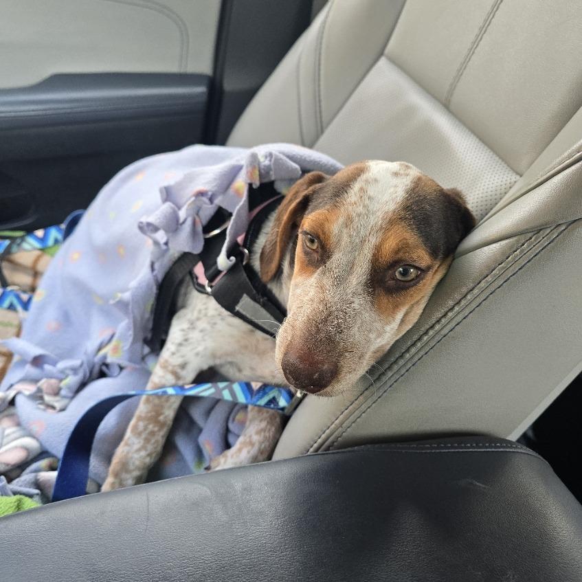 Enlarge Moxi D71425, a Adoptable mixed breed in Minnetonka, MN image 1/6