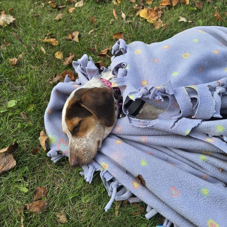 Enlarge Moxi D71425, a Adoptable mixed breed in Minnetonka, MN image 2/6