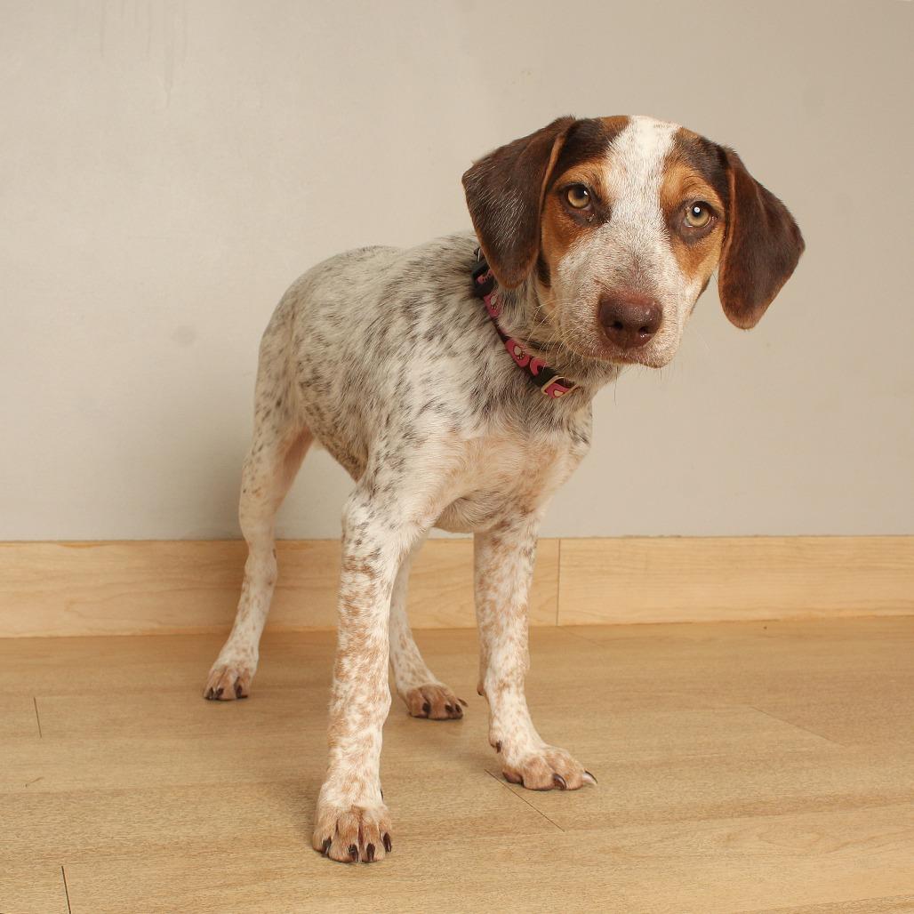 Enlarge Moxi D71425, a Adoptable mixed breed in Minnetonka, MN image 3/6