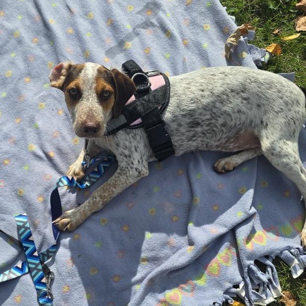 Enlarge Moxi D71425, a Adoptable mixed breed in Minnetonka, MN image 4/6