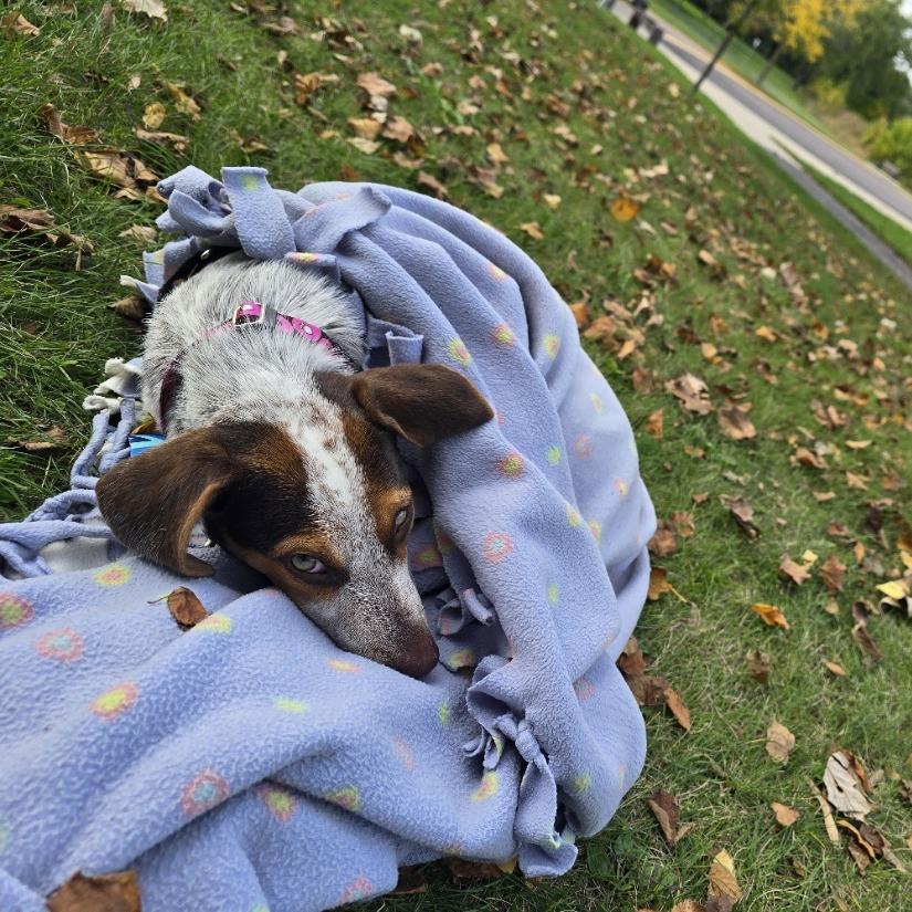 Enlarge Moxi D71425, a Adoptable mixed breed in Minnetonka, MN image 5/6