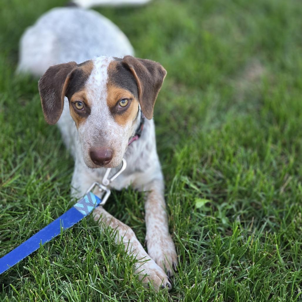 Enlarge Moxi D71425, a Adoptable mixed breed in Minnetonka, MN image 6/6