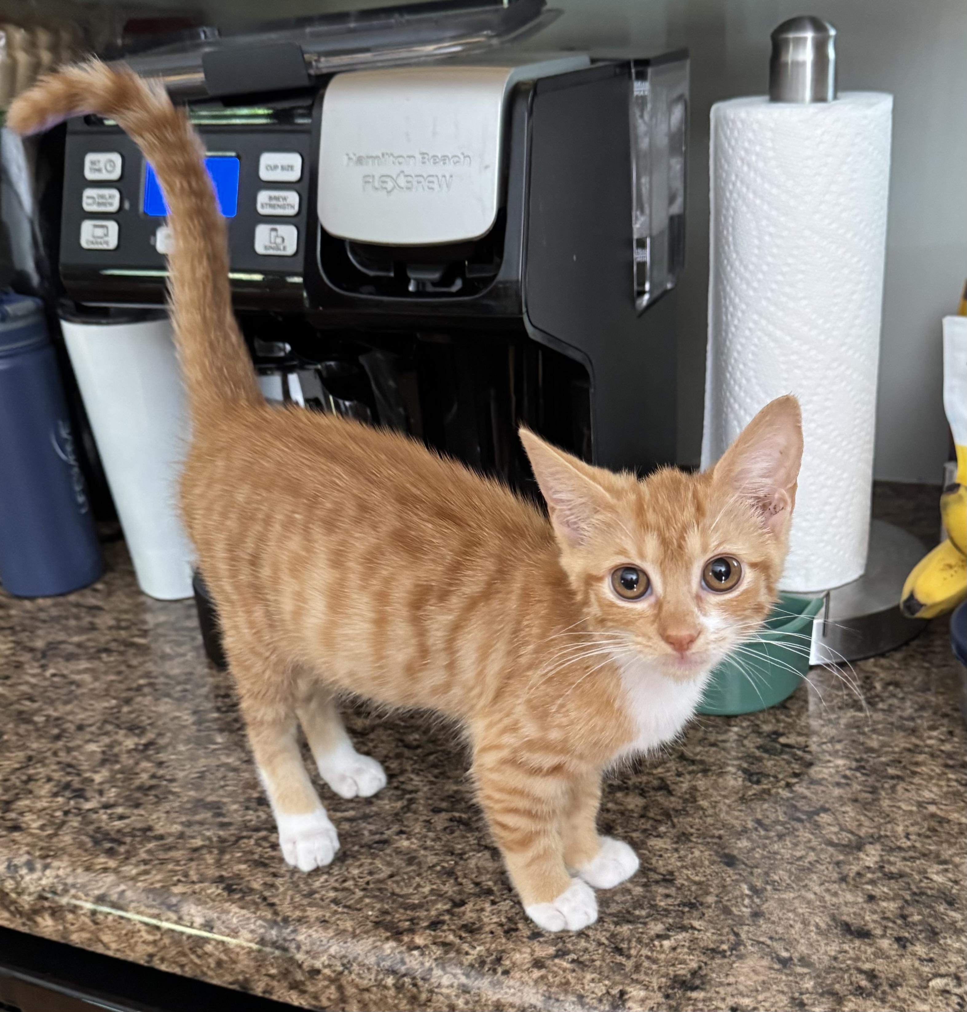 Enlarge Peaches, a Adoptable Domestic Short Hair in Anderson , SC image 1/4