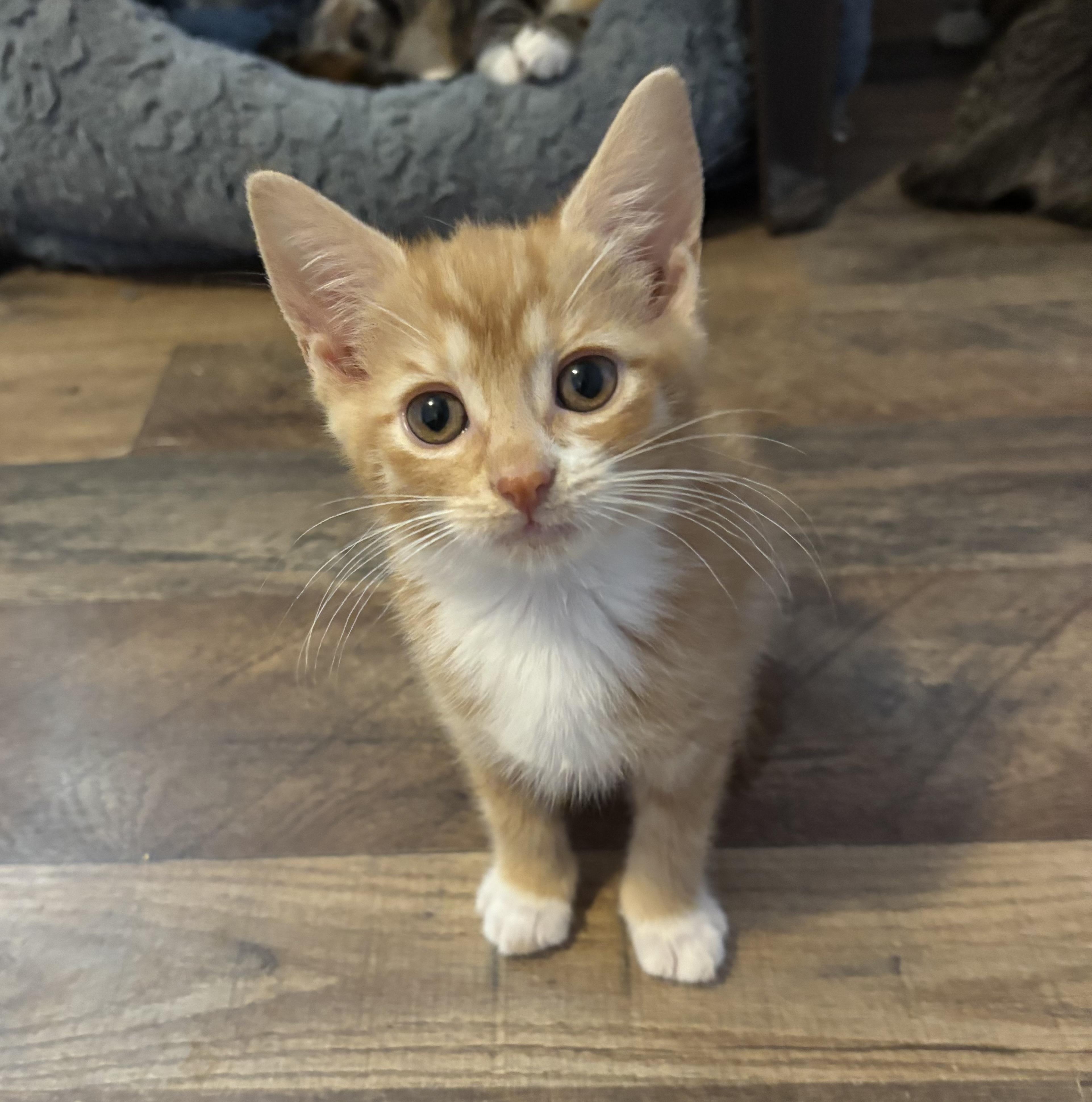 Enlarge Peaches, a Adoptable Domestic Short Hair in Anderson , SC image 4/4