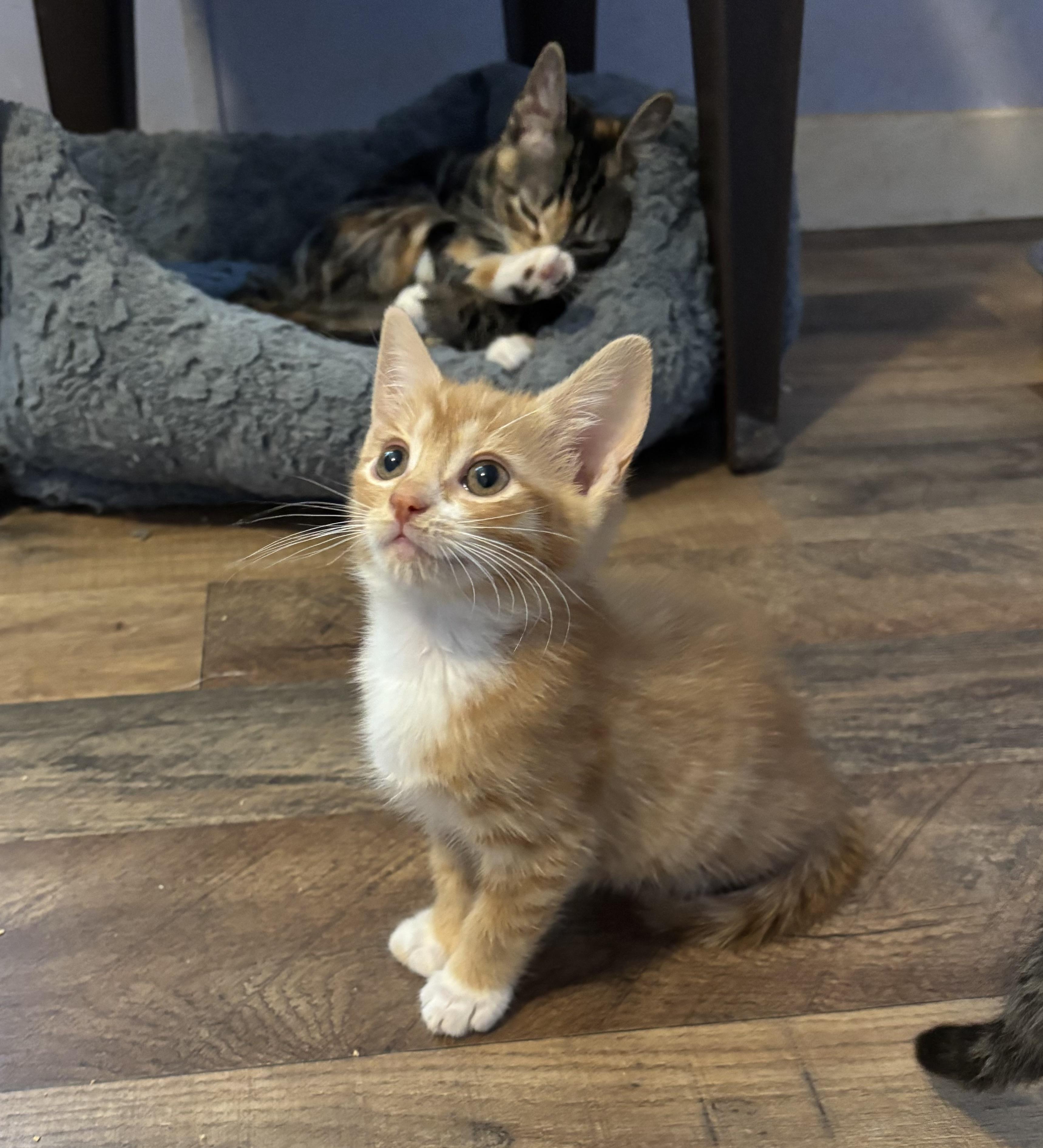 Enlarge Peaches, a Adoptable Domestic Short Hair in Anderson , SC image 2/4