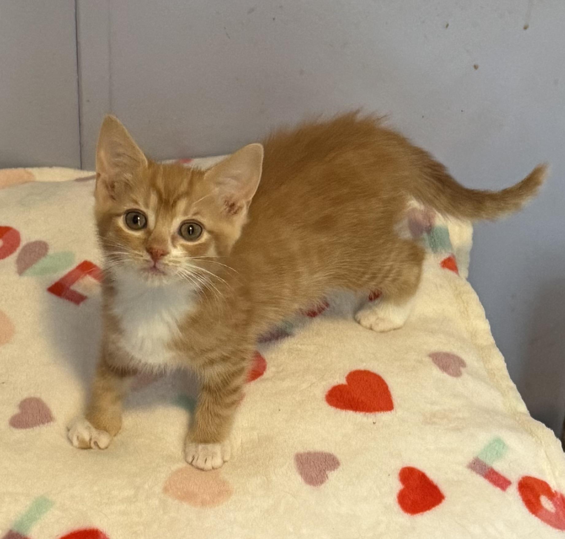 Enlarge Peaches, a Adoptable Domestic Short Hair in Anderson , SC image 3/4