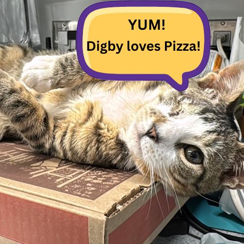 Enlarge Digby-One Eye, Endless Love, an adopted Domestic Short Hair in Laurel, MD image 3/6