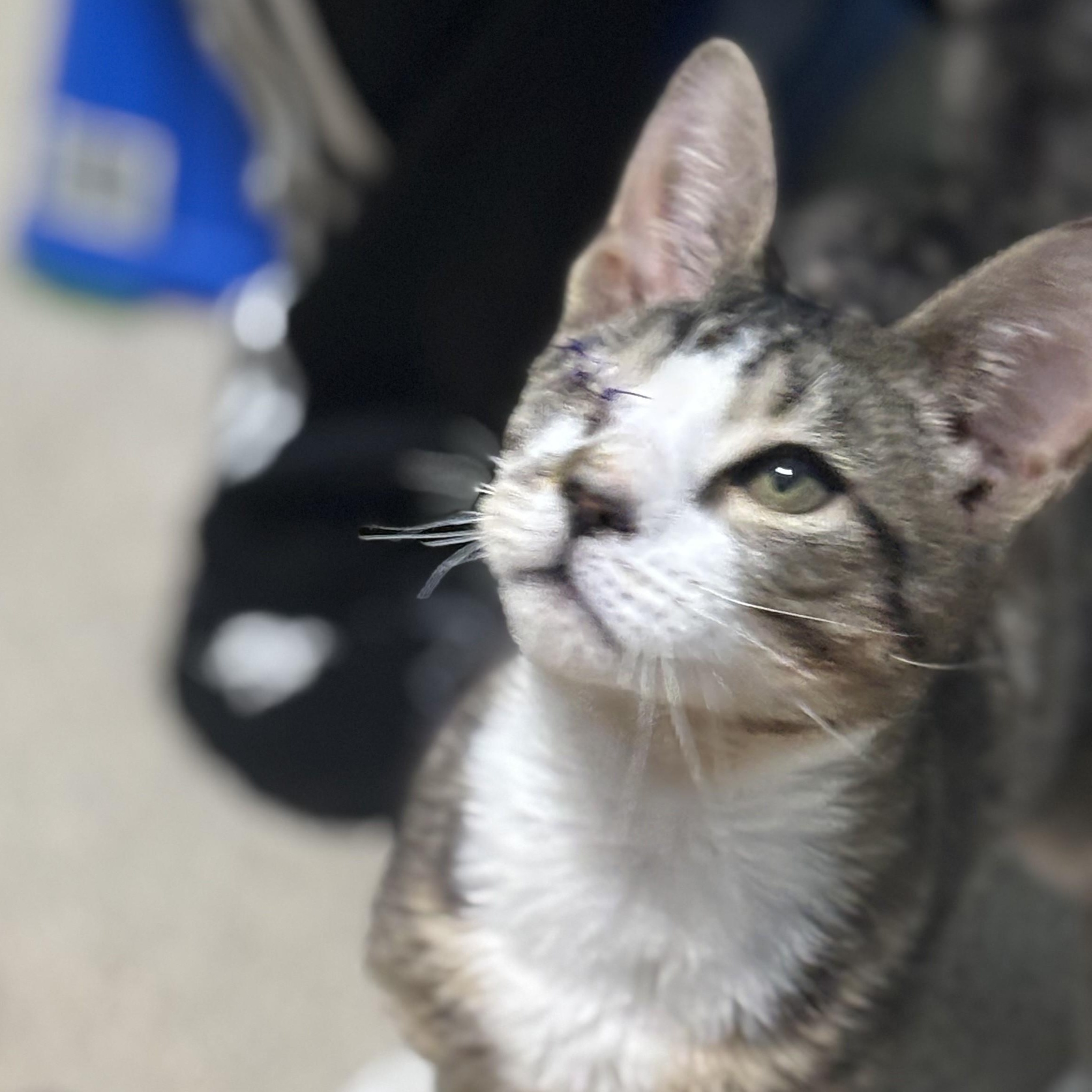 Enlarge Digby-One Eye, Endless Love, an adopted Domestic Short Hair in Laurel, MD image 5/6