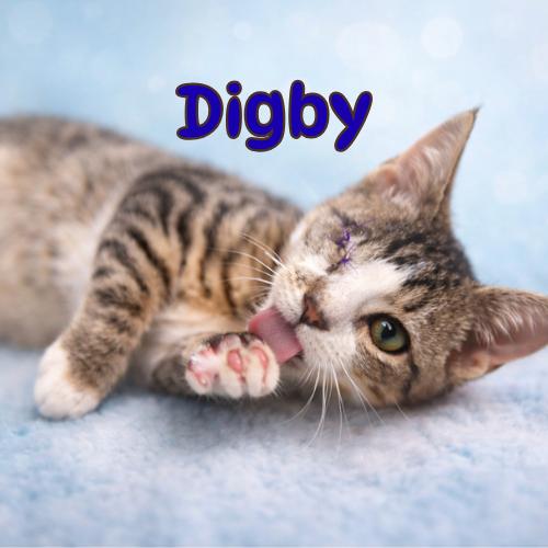 Enlarge Digby-One Eye, Endless Love, an adopted Domestic Short Hair in Laurel, MD image 1/6