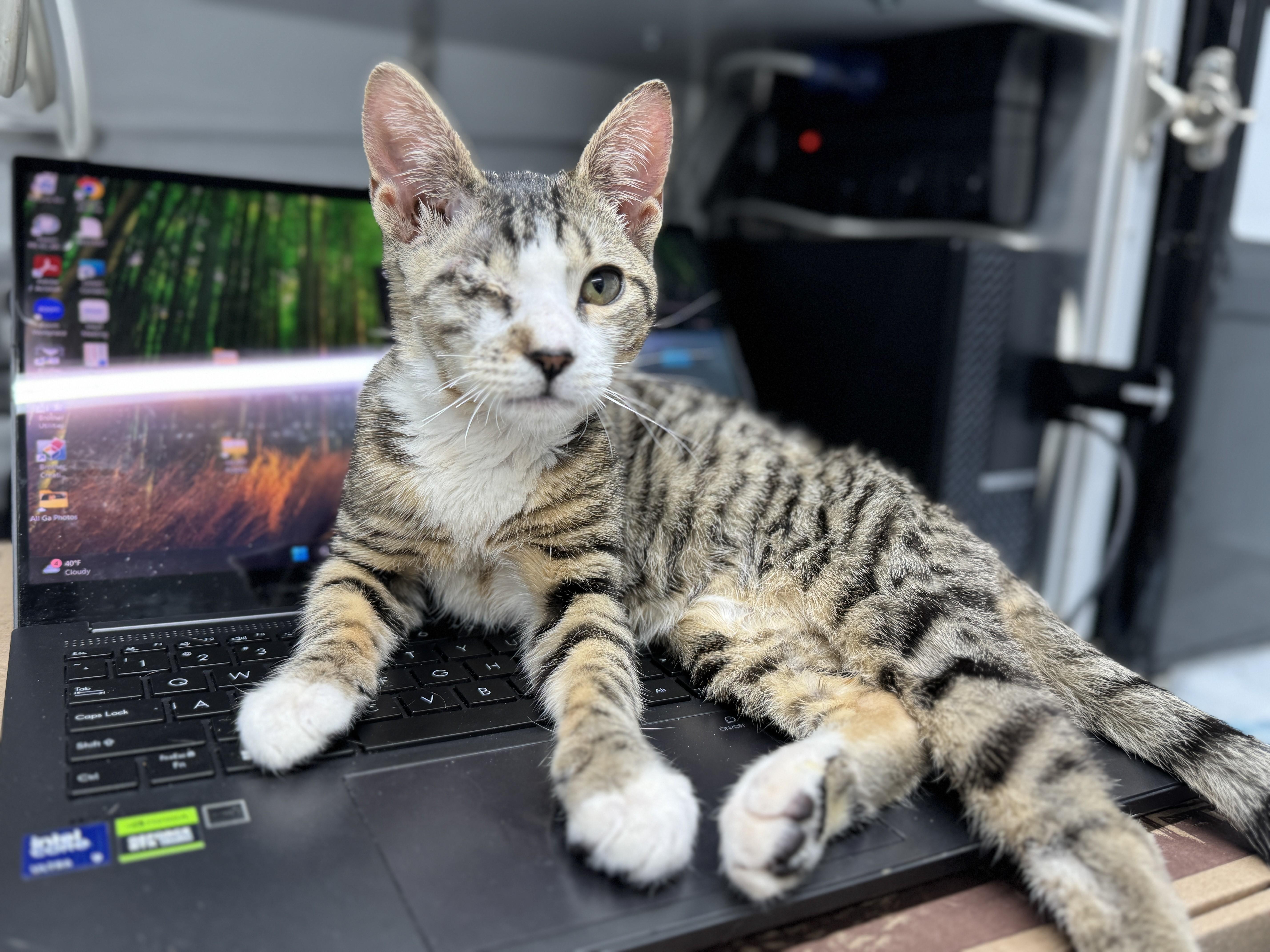 Enlarge Digby-One Eye, Endless Love, an adopted Domestic Short Hair in Laurel, MD image 6/6