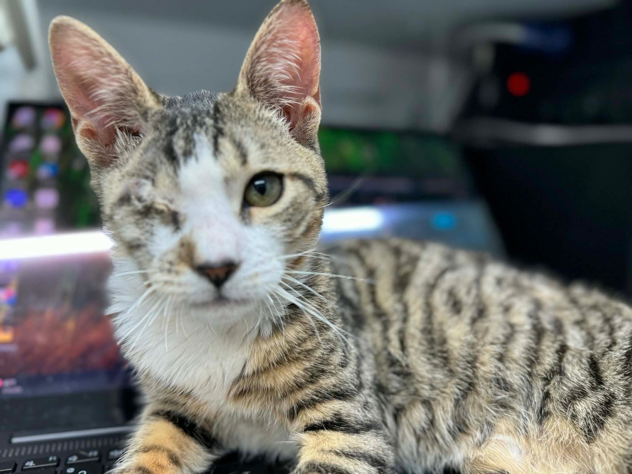 Enlarge Digby-One Eye, Endless Love, an adopted Domestic Short Hair in Laurel, MD image 2/6