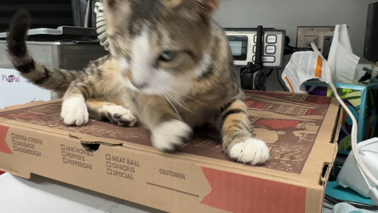 Enlarge Digby-One Eye, Endless Love, an adopted Domestic Short Hair in Laurel, MD video 4/6