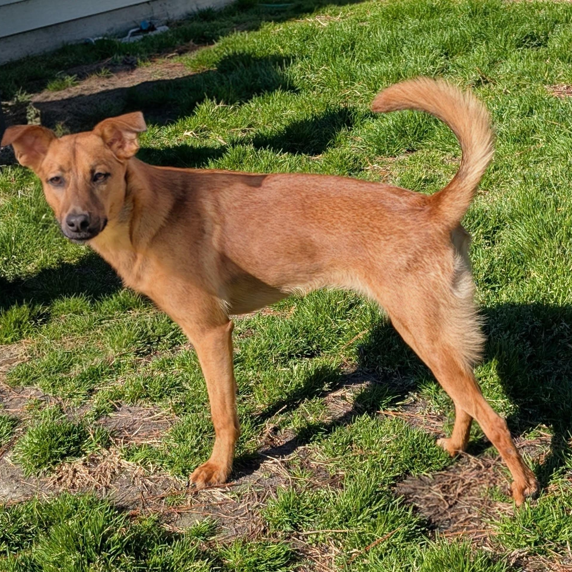 Enlarge Lori, an adopted mixed breed in Calabash, NC image 5/6