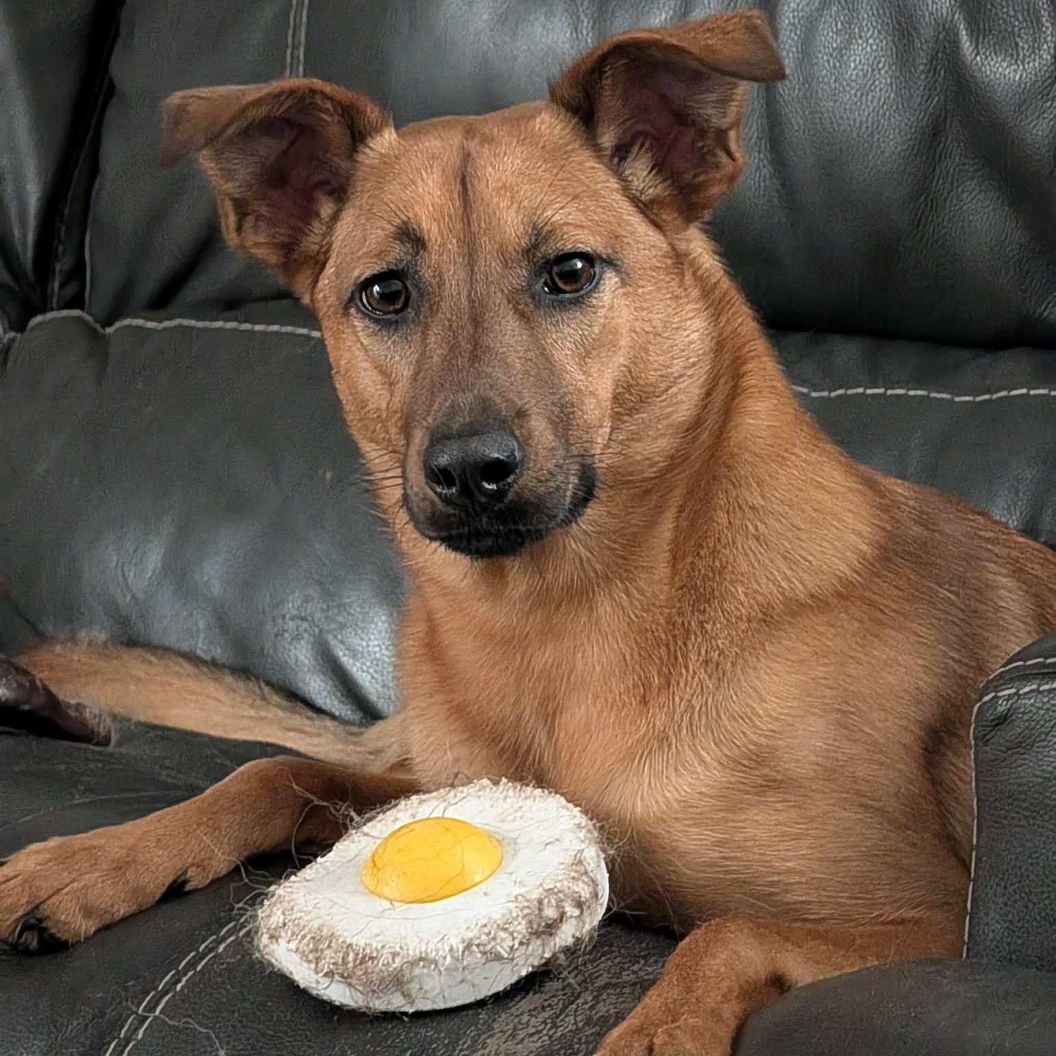 Enlarge Lori, an adopted mixed breed in Calabash, NC image 2/6