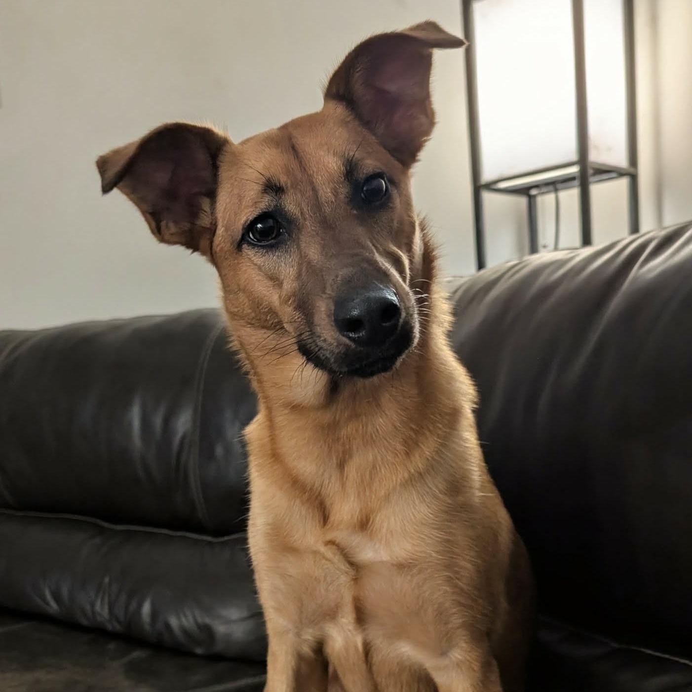 Lori, adopted, Young Female Shepherd.